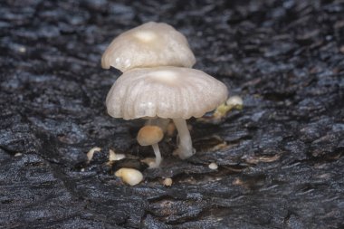 Çürüyen gövdeden çıkan başlık şeklindeki mantarlar.