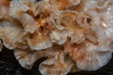 Çürüyen gövdeden çıkan başlık şeklindeki mantarlar.