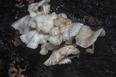 The wild head cap-shaped mushrooms sprouting out from the decaying trunk clipart