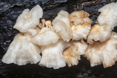 The wild head cap-shaped mushrooms sprouting out from the decaying trunk clipart