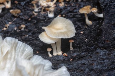 Çürüyen gövdeden çıkan başlık şeklindeki mantarlar.