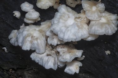 The wild head cap-shaped mushrooms sprouting out from the decaying trunk clipart