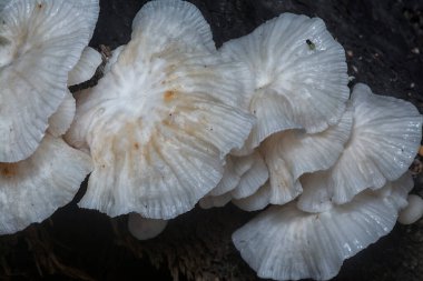 Çürüyen gövdeden çıkan başlık şeklindeki mantarlar.
