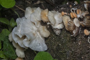 Çürüyen gövdeden çıkan başlık şeklindeki mantarlar.