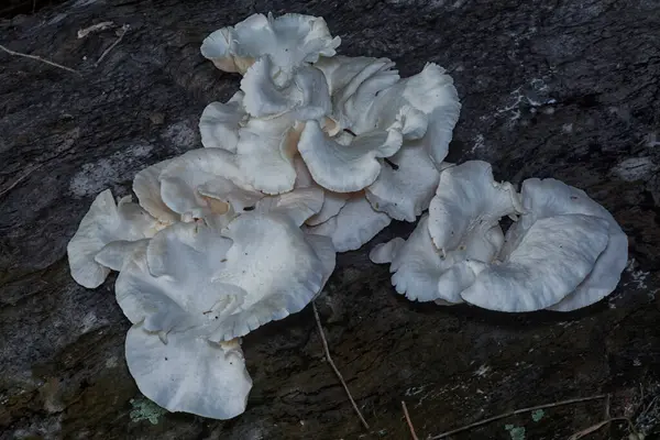 Çürüyen gövdeden çıkan başlık şeklindeki mantarlar.