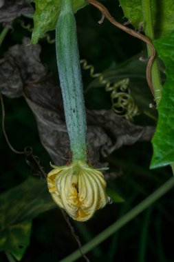 Sürünen luffa kabağı sarı yapraklı sebze bitkisi 