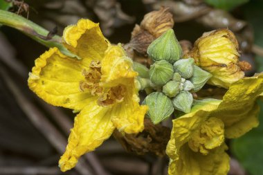 creeping luffa gourd yellow petals vegetable plant  clipart