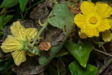 creeping luffa gourd yellow petals vegetable plant  clipart