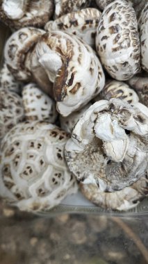 Çeşit çeşit kurutulmuş Çin Shiitake mantarı. 