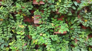 Filizlenen yeşil yapraklı bitkilerle dekore edilmiş iç duvar..