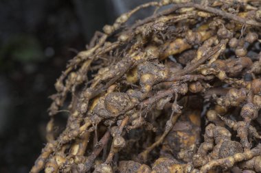 Kök düğüm nematodu enfeksiyonu olan köklerinden sökülmüş bitki.