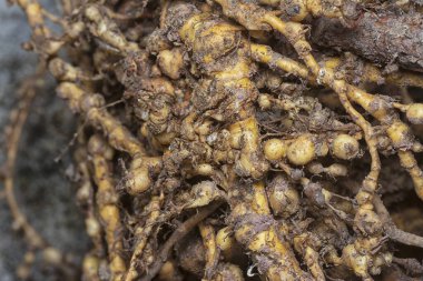 Kök düğüm nematodu enfeksiyonu olan köklerinden sökülmüş bitki.