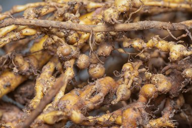 Kök düğüm nematodu enfeksiyonu olan köklerinden sökülmüş bitki.