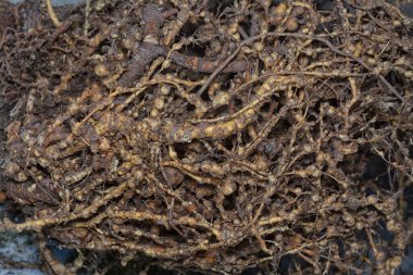 Kök düğüm nematodu enfeksiyonu olan köklerinden sökülmüş bitki.