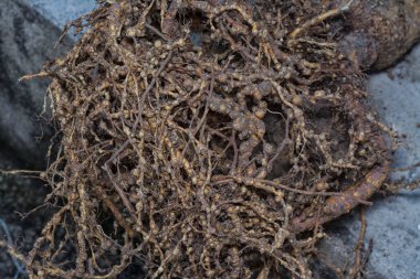 Kök düğüm nematodu enfeksiyonu olan köklerinden sökülmüş bitki.