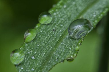 Yüzeydeki yağmur damlalarının yakın çekim damlacıkları ya da çimenlerin sapları.