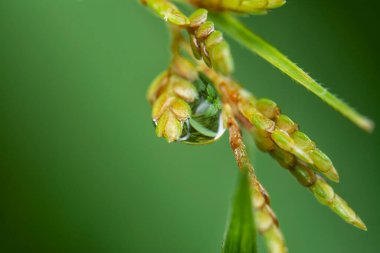 Yüzeydeki yağmur damlalarının yakın çekim damlacıkları ya da çimenlerin sapları.