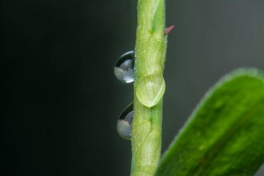 Yüzeydeki yağmur damlalarının yakın çekim damlacıkları ya da çimenlerin sapları.