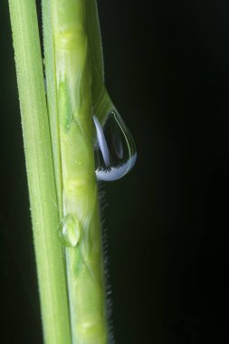 Yüzeydeki yağmur damlalarının yakın çekim damlacıkları ya da çimenlerin sapları.