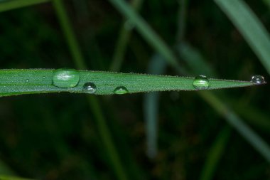 Yüzeydeki yağmur damlalarının yakın çekim damlacıkları ya da çimenlerin sapları.