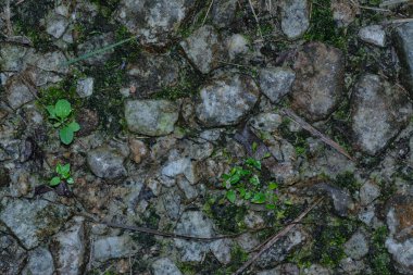 Kırsal çakıl yol dokusunun yüzey zemininin üst görüntüsü