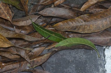 Kurumuş yaprak dokusunun yüzeyinin üst görüntüsü.