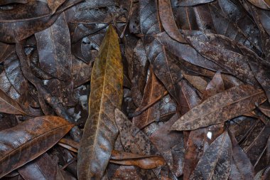 Kurumuş yaprak dokusunun yüzeyinin üst görüntüsü.