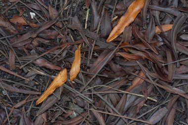 Kurumuş yaprak dokusunun yüzeyinin üst görüntüsü.