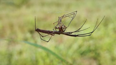 common stretch spider hanging on the cob-web lurking for prey. clipart