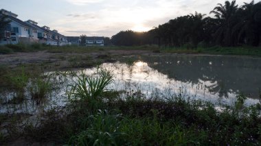 Sabahın erken saatlerinde, yerleşim yerinin yanındaki bataklık göletinin etrafında..