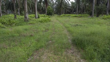 Asya tarım arazisinin güzel yeşil bitki örtüsü panoramik manzarası.