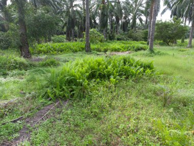 Asya tarım arazisinin güzel yeşil bitki örtüsü panoramik manzarası.