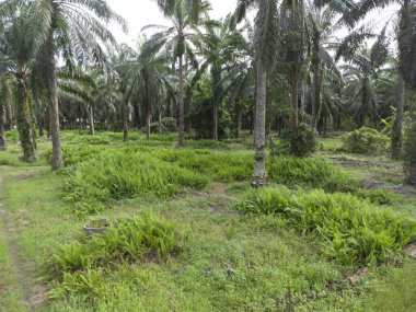 Asya tarım arazisinin güzel yeşil bitki örtüsü panoramik manzarası.