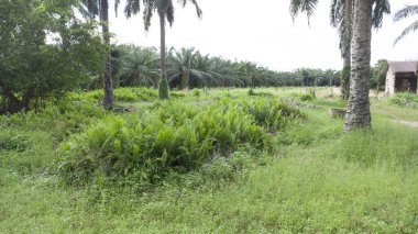 Asya tarım arazisinin güzel yeşil bitki örtüsü panoramik manzarası.