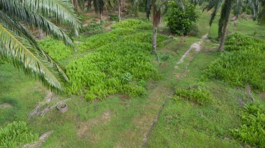 Asya tarım arazisinin güzel yeşil bitki örtüsü panoramik manzarası.