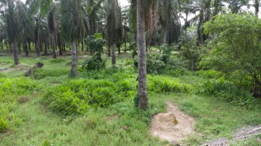 Asya tarım arazisinin güzel yeşil bitki örtüsü panoramik manzarası.