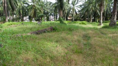 Asya tarım arazisinin güzel yeşil bitki örtüsü panoramik manzarası.