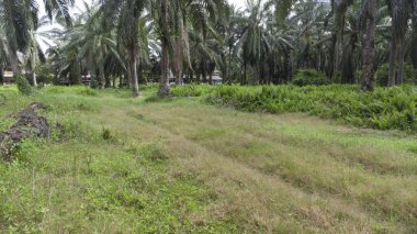 Asya tarım arazisinin güzel yeşil bitki örtüsü panoramik manzarası.
