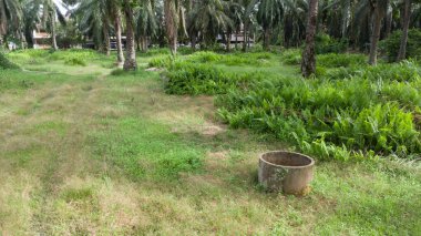 Asya tarım arazisinin güzel yeşil bitki örtüsü panoramik manzarası.
