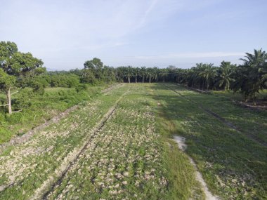 Asya tarım arazisinin güzel yeşil bitki örtüsü panoramik manzarası.