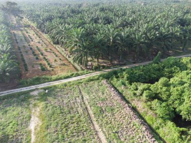 Asya tarım arazisinin güzel yeşil bitki örtüsü panoramik manzarası.