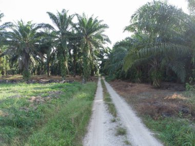 Asya tarım arazisinin güzel yeşil bitki örtüsü panoramik manzarası.