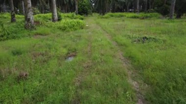 Çiftliğin etrafındaki yeşillik bitkisinin hava panoramik görüntüleri..