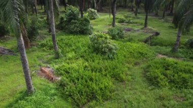 Çiftliğin etrafındaki yeşillik bitkisinin hava panoramik görüntüleri..