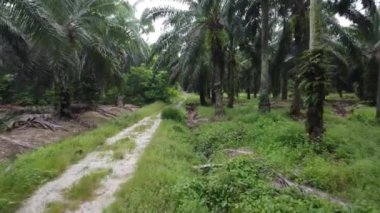 Çiftliğin etrafındaki yeşillik bitkisinin hava panoramik görüntüleri..