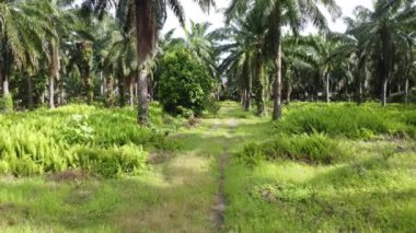 Çiftliğin etrafındaki yeşillik bitkisinin hava panoramik görüntüleri..