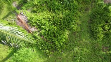 Çiftliğin etrafındaki yeşillik bitkisinin hava panoramik görüntüleri..