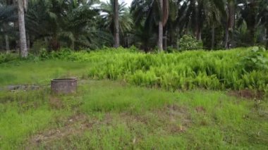 Çiftliğin etrafındaki yeşillik bitkisinin hava panoramik görüntüleri..