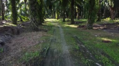 Çiftliğin etrafındaki yeşillik bitkisinin hava panoramik görüntüleri..