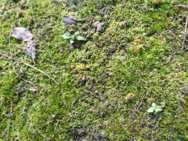 Yaban mantarları, yosun ve yosun organizmaları tarlada bulundu..